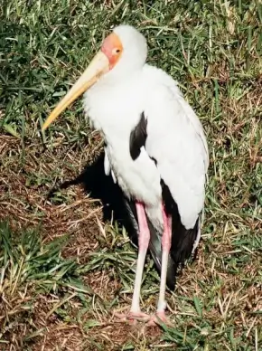 yellow billed stork