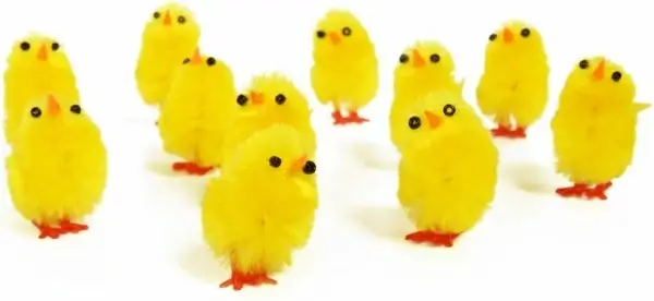 yellow chicks