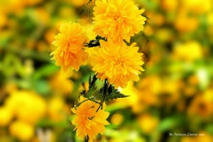 yellow day