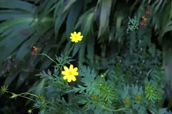yellow flower 4