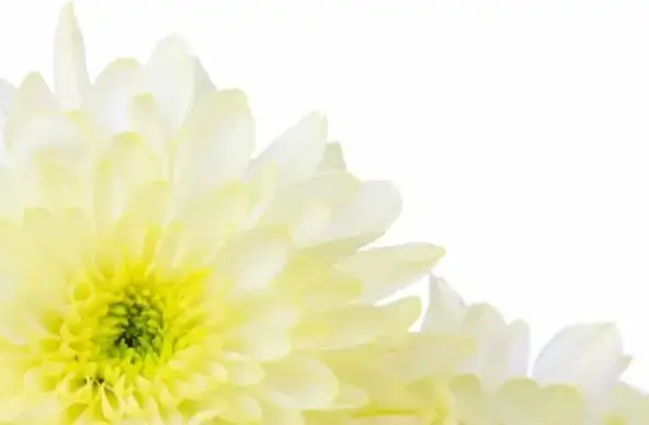 yellow flower border