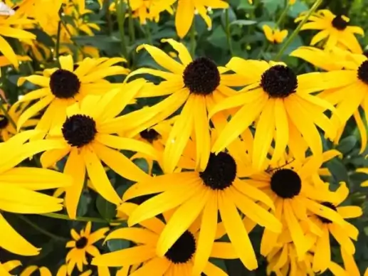 yellow flowers 4