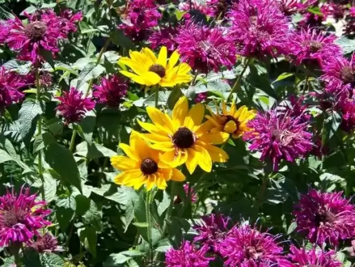 yellow flowers and pink flowers