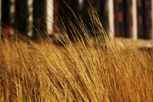yellow grass