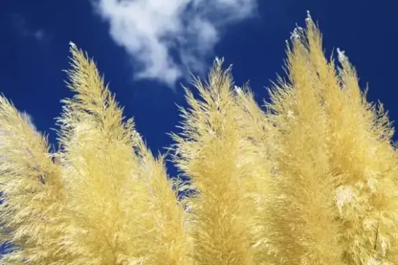 yellow grass and sky