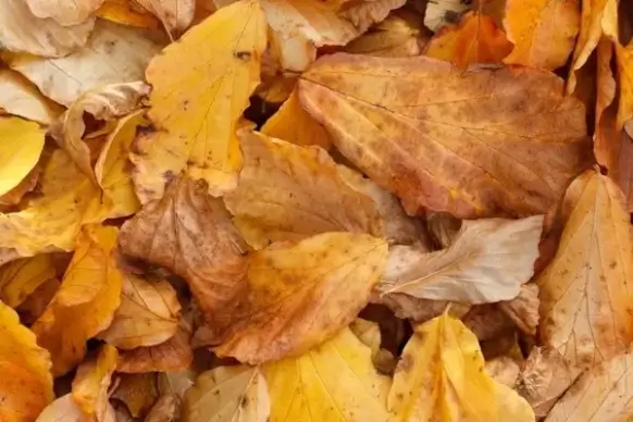 yellow leaves background