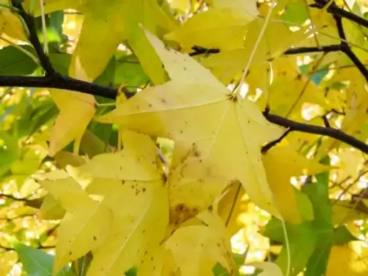 yellow leaves macro