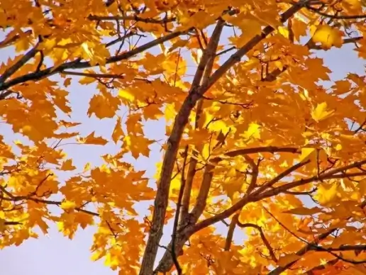 yellow maple leaves