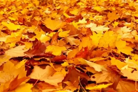 yellow maple leaves
