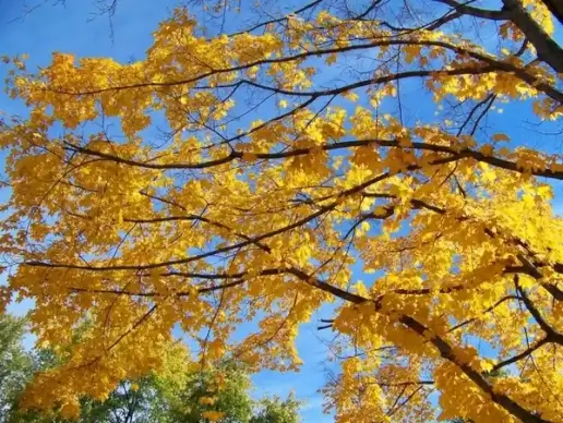 yellow maple tree branches