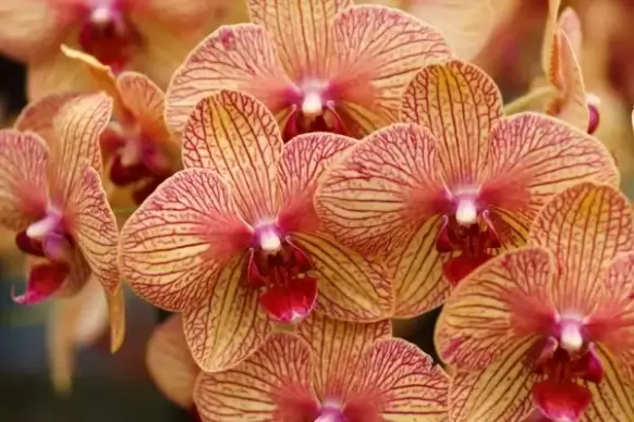 yellow red orchids
