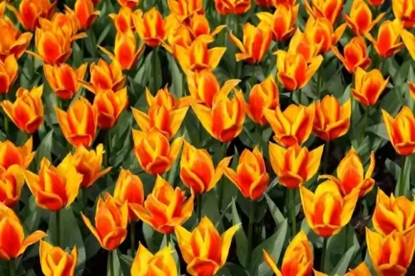 yellow red tulip background