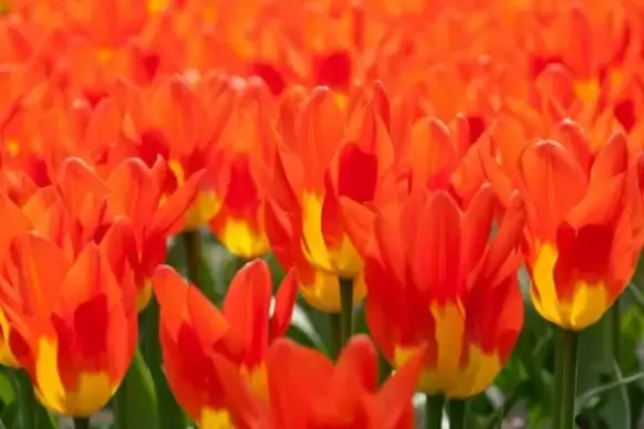 yellow red tulips