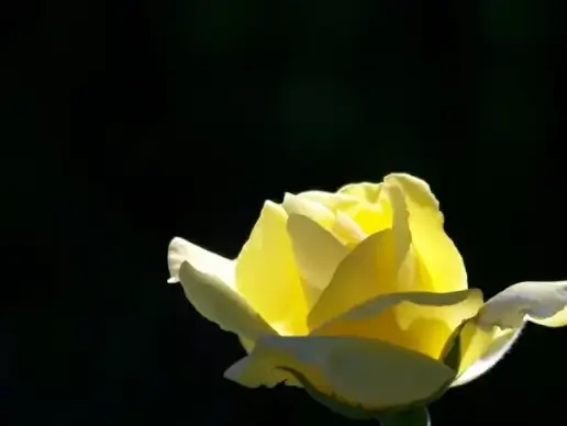yellow rose