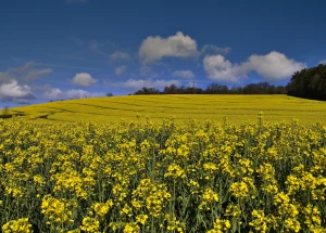 yellow spring