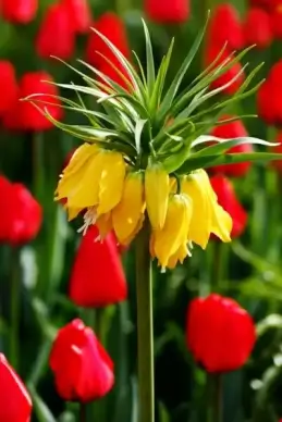 yellow tulip with red tulips