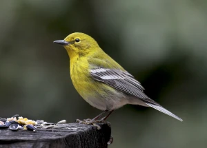 yellow warbler