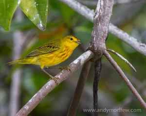 yellow warbler galapagos