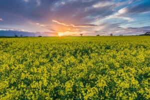 yorkshire gold