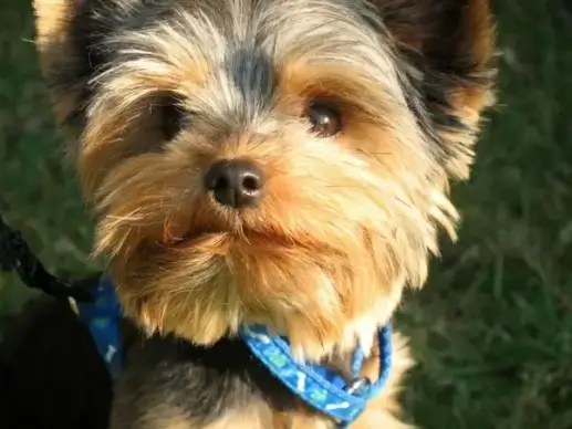 yorkshire terrier