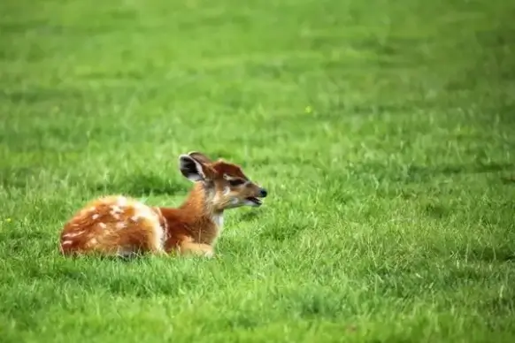 young antelope