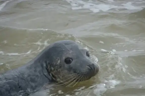 young seal