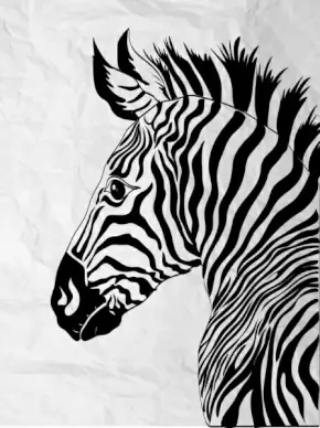 zebra drawing black white handdrawn sketch