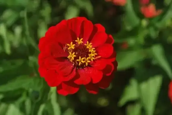 zinnia