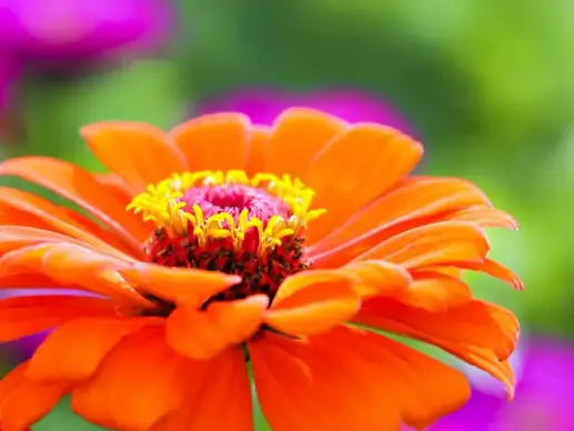 zinnia flower backdrop picture elegant closeup 