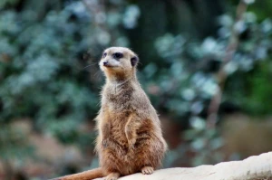 zoo earth peoples animal