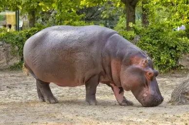 zoo scene picture cute hippopotamus  animal