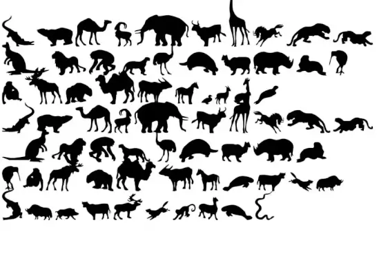 Zoologic