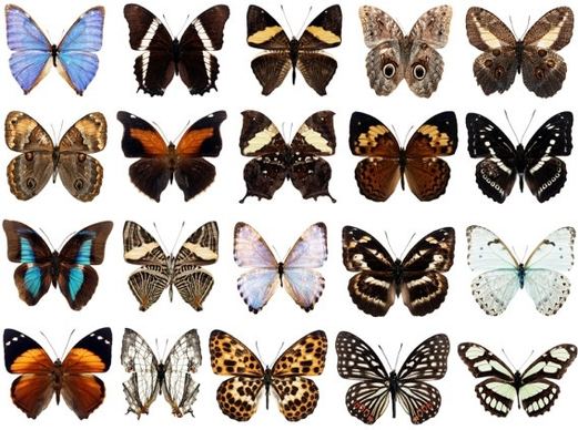 100 species of butterflies psd layered highdefinition 3