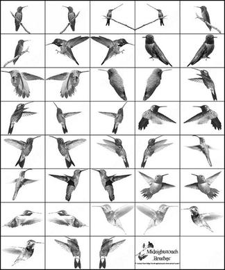 19 ps 7 hummingbirds brush