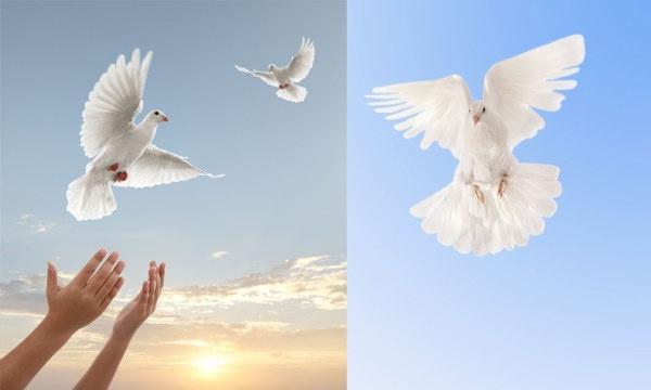 2 dove theme of highdefinition picture