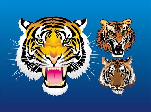 3 tiger head vector