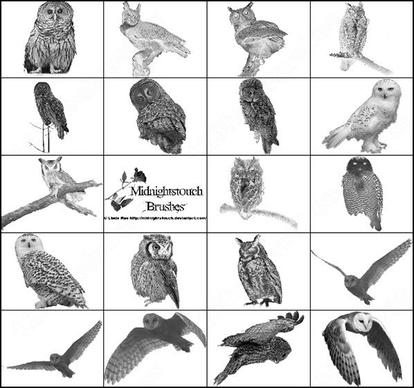 48 ps 7 owl brush