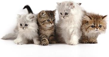 4 cute kittens picture