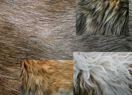 5 hd fur highdefinition picture