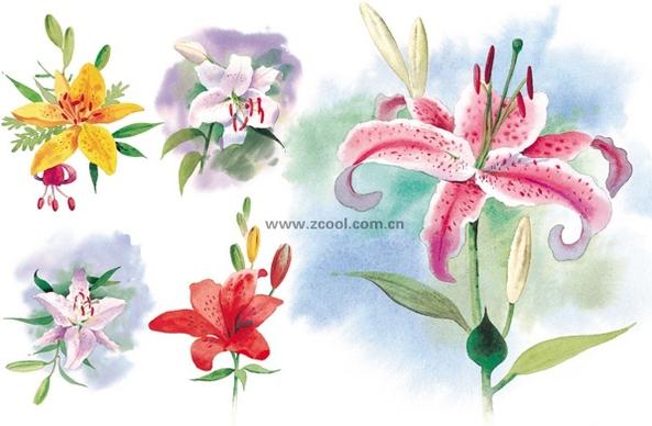 5 watercolor lilies highdefinition picture