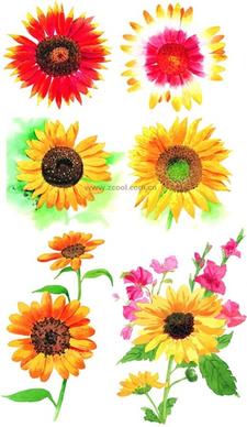 6 watercolor style sunflower hd picture