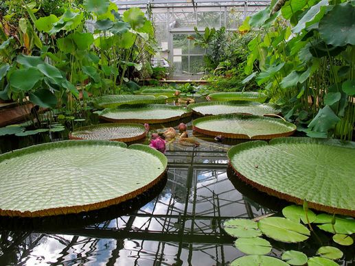 9528 giant water lilies