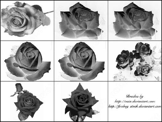 9 rose flower photoshop brush