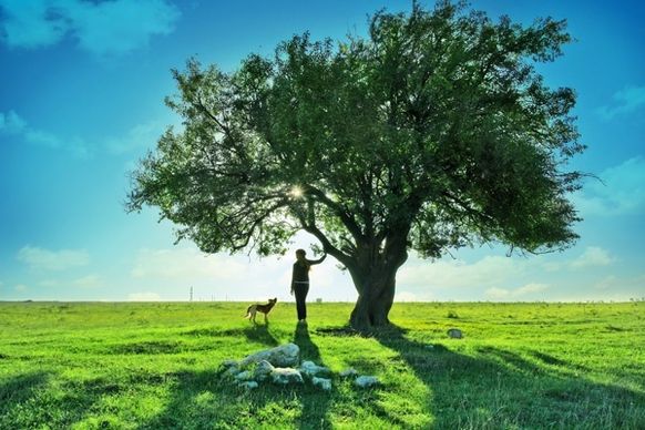 a big tree landscape scenery of highdefinition picture
