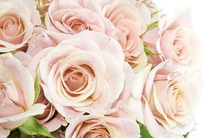 a bouquet of pink roses picture