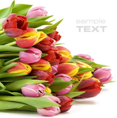 a bunch of tulips highdefinition picture