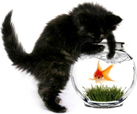 a cat and a goldfish 02 hd pictures