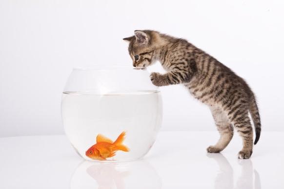a cat and a goldfish 04 hd pictures