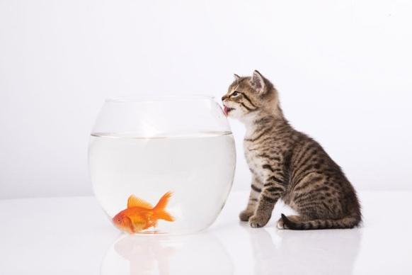 a cat and a goldfish 05 hd pictures
