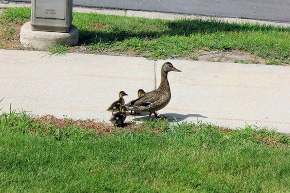 a duck family